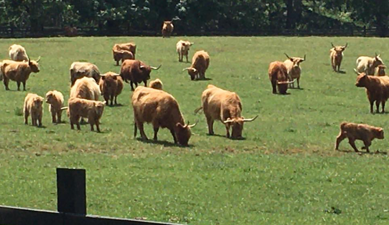 Our breeding herd. Uploaded by Martson Farm