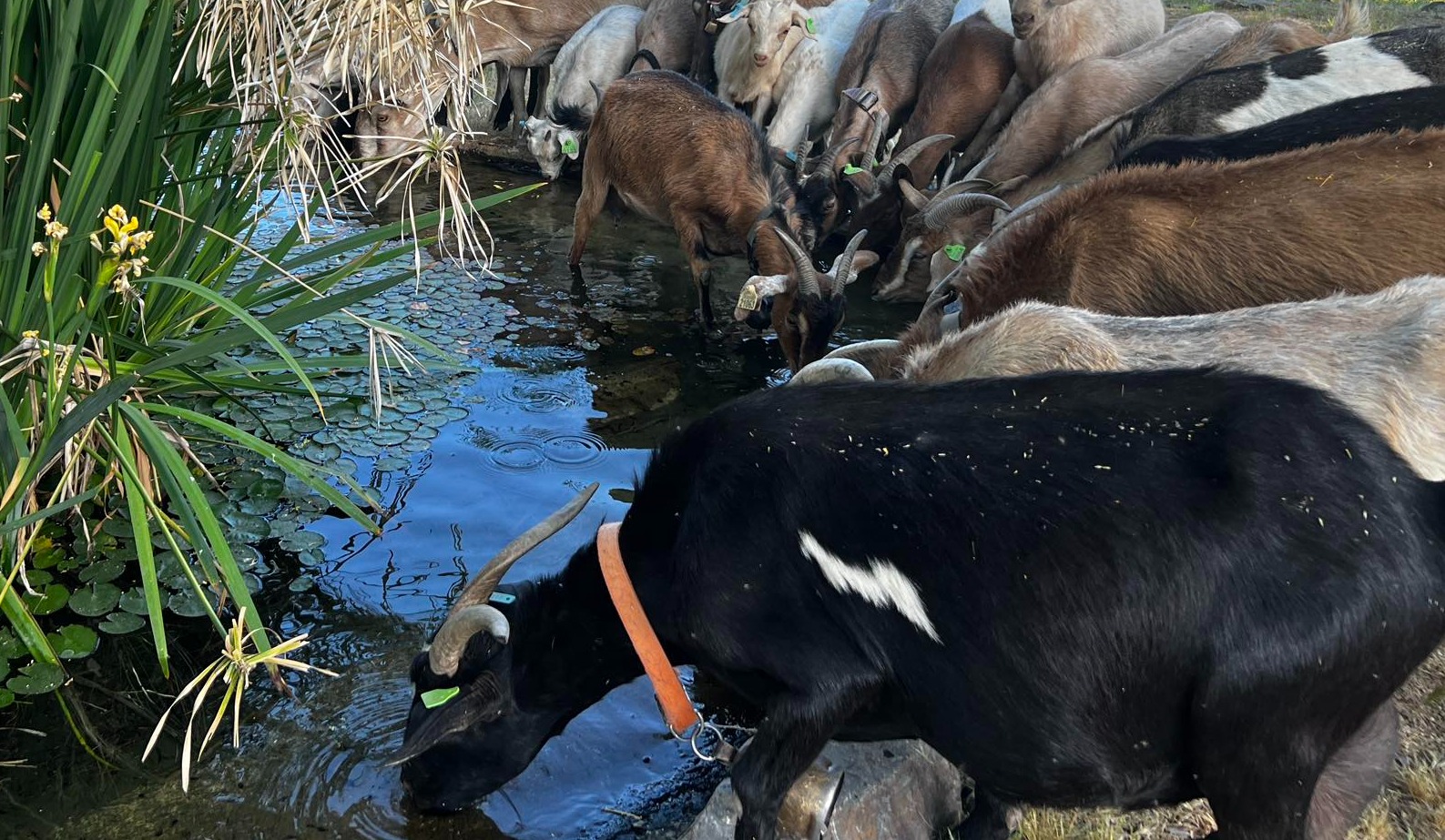 The herd drinkingn. Uploaded by Rocking AR Goats